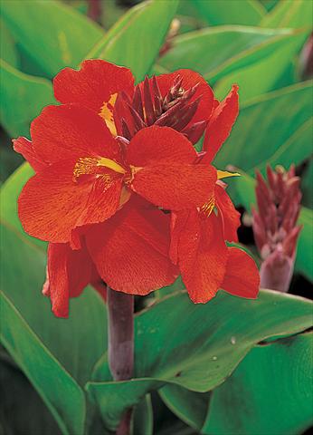 Foto de variedad de flores para ser usadas como: Maceta y planta de temporada Canna hybrida Tropical Red