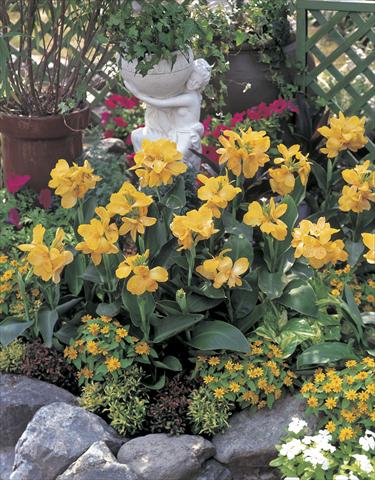 Foto de variedad de flores para ser usadas como: Maceta o cesta de trasplante Canna hybrida Tropical Yellow