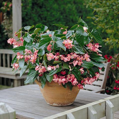 Foto de variedad de flores para ser usadas como: planta de temporada, Tarrina de colgar Begonia hybrida Dragon Wing Red