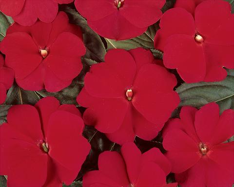 Foto de variedad de flores para ser usadas como: Maceta y planta de temporada Impatiens hawkerii Divine Cherry Red