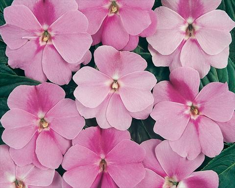 Foto de variedad de flores para ser usadas como: Maceta y planta de temporada Impatiens hawkerii Divine Lavender
