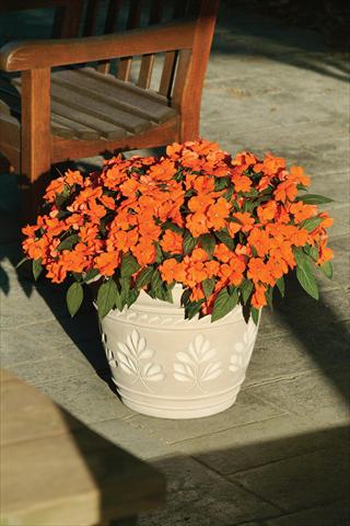 Foto de variedad de flores para ser usadas como: Maceta y planta de temporada Impatiens hawkerii Divine Orange