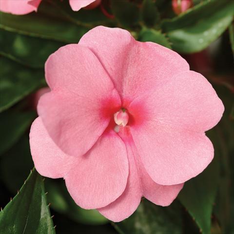 Foto de variedad de flores para ser usadas como: Maceta y planta de temporada Impatiens hawkerii Divine Pink