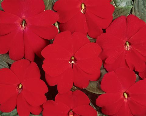 Foto de variedad de flores para ser usadas como: Maceta y planta de temporada Impatiens hawkerii Divine Scarlet Red