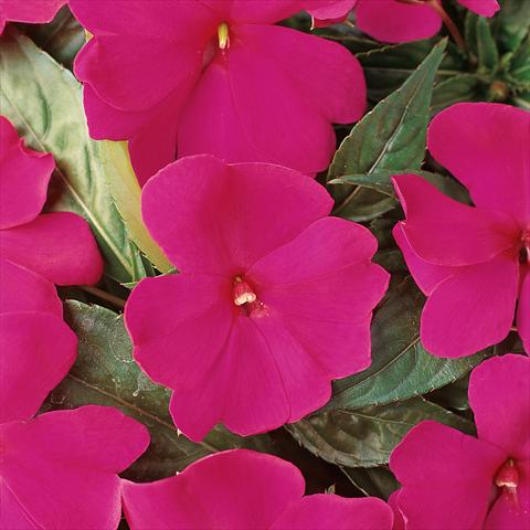 Foto de variedad de flores para ser usadas como: Maceta y planta de temporada Impatiens hawkerii Divine Violet