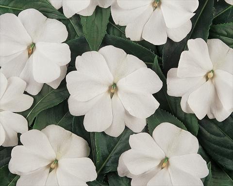Foto de variedad de flores para ser usadas como: Maceta y planta de temporada Impatiens hawkerii Divine White