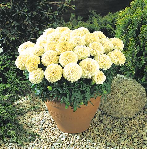 Foto de variedad de flores para ser usadas como: Planta de temporada / borde del macizo Tagetes erecta Marigold Vanilla