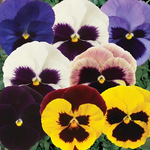 Foto de variedad de flores para ser usadas como: Maceta y planta de temporada Viola wittrockiana Matrix Blotch Mixture