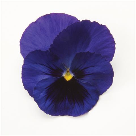 Foto de variedad de flores para ser usadas como: Maceta y planta de temporada Viola wittrockiana Matrix Blue Blotch