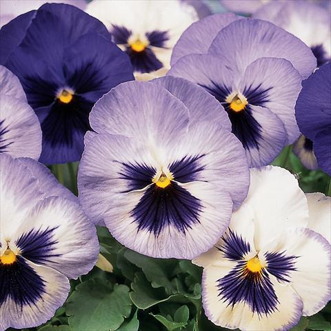 Foto de variedad de flores para ser usadas como: Maceta y planta de temporada Viola wittrockiana Matrix Blue Frost