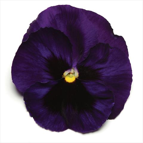 Foto de variedad de flores para ser usadas como: Maceta y planta de temporada Viola wittrockiana Matrix Deep Blue Blotch