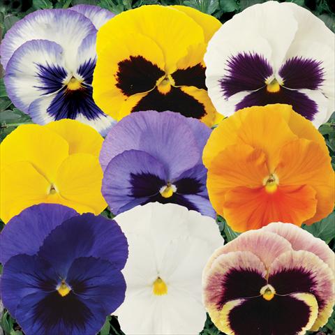 Foto de variedad de flores para ser usadas como: Maceta y planta de temporada Viola wittrockiana Matrix Mixture