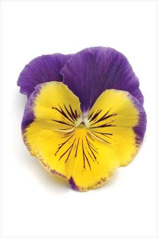 Foto de variedad de flores para ser usadas como: Maceta y planta de temporada Viola wittrockiana Matrix Morpheus