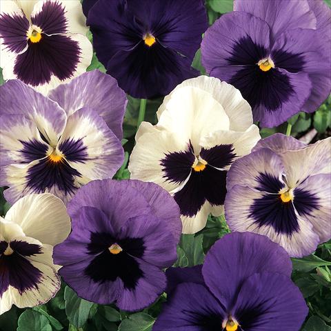 Foto de variedad de flores para ser usadas como: Maceta y planta de temporada Viola wittrockiana Matrix Ocean Breeze Mix