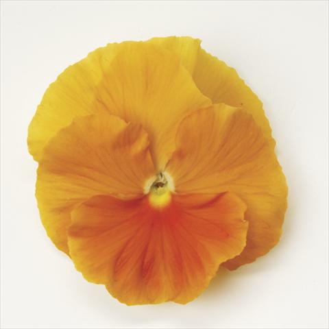 Foto de variedad de flores para ser usadas como: Maceta y planta de temporada Viola wittrockiana Matrix Orange