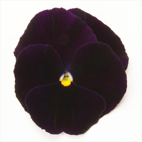 Foto de variedad de flores para ser usadas como: Maceta y planta de temporada Viola wittrockiana Matrix Purple