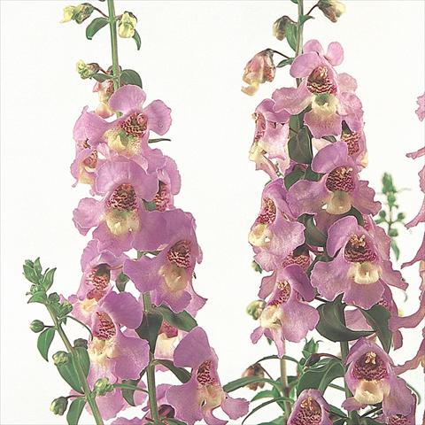Foto de variedad de flores para ser usadas como: Planta de temporada / borde del macizo Angelonia angustifolia Serena™ Lavender