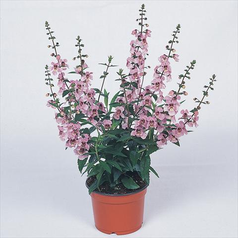Foto de variedad de flores para ser usadas como: Planta de temporada / borde del macizo Angelonia angustifolia Serena™ Lavender Pink