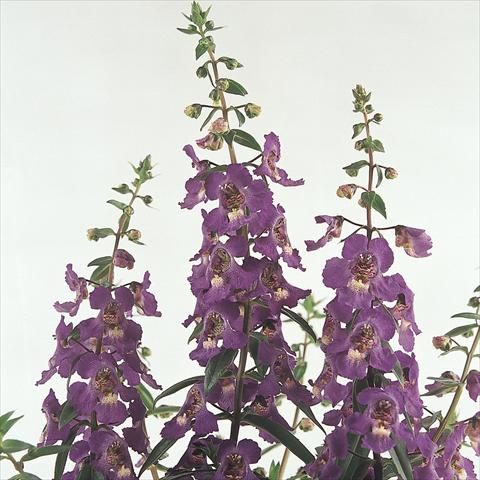 Foto de variedad de flores para ser usadas como: Maceta y planta de temporada Angelonia angustifolia Serena™ Purple