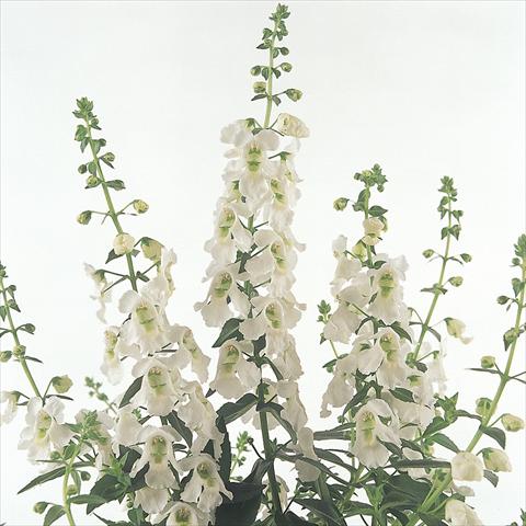 Foto de variedad de flores para ser usadas como: Maceta y planta de temporada Angelonia angustifolia Serena™ White
