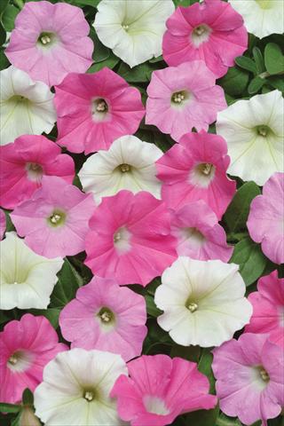 Foto de variedad de flores para ser usadas como: Maceta y planta de temporada Petunia X hybrida Shock Wave Buzz Mix