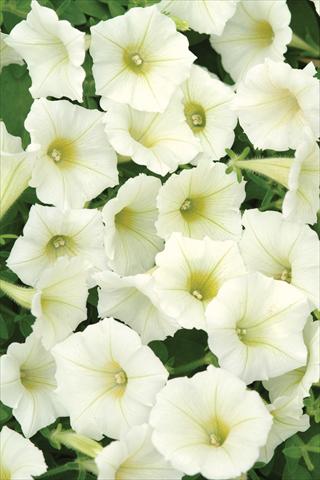Foto de variedad de flores para ser usadas como: Maceta y planta de temporada Petunia X hybrida Shock Wave Ivory