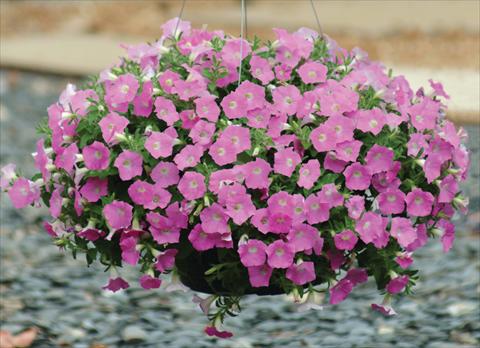 Foto de variedad de flores para ser usadas como: Maceta y planta de temporada Petunia X hybrida Shock Wave Pink Shades