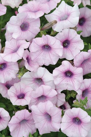 Foto de variedad de flores para ser usadas como: Maceta y planta de temporada Petunia X hybrida Shock Wave Pink Vein
