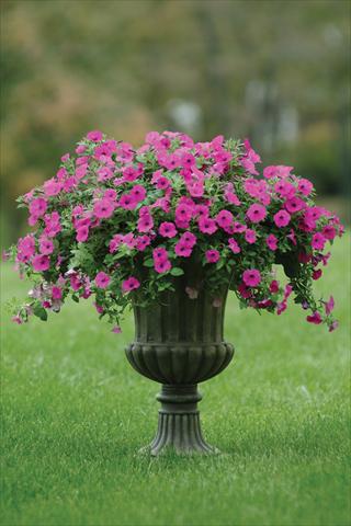 Foto de variedad de flores para ser usadas como: Maceta y planta de temporada Petunia X hybrida Shock Wave Purple