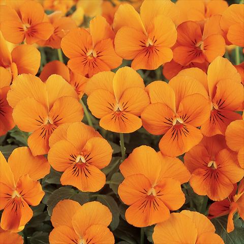 Foto de variedad de flores para ser usadas como: Maceta y planta de temporada Viola cornuta Sorbet™ Deep Orange