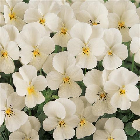 Foto de variedad de flores para ser usadas como: Maceta y planta de temporada Viola cornuta Sorbet™ French Vanilla Improved