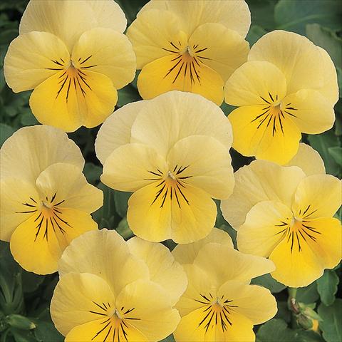 Foto de variedad de flores para ser usadas como: Maceta y planta de temporada Viola cornuta Sorbet™ Lemon Chiffon Improved
