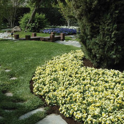 Foto de variedad de flores para ser usadas como: Maceta y planta de temporada Viola cornuta Sorbet™ Primrose Babyface