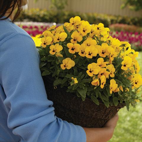 Foto de variedad de flores para ser usadas como: Maceta y planta de temporada Viola cornuta Sorbet™ Yellow Babyface