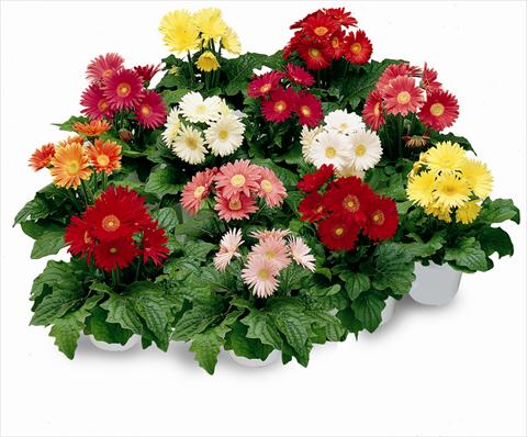 Foto de variedad de flores para ser usadas como: Maceta y planta de temporada Gerbera jamesonii Festival Mix F1