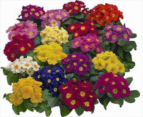 Foto de variedad de flores para ser usadas como: Maceta y planta de temporada Primula acaulis, veris, vulgaris Danova