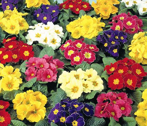 Foto de variedad de flores para ser usadas como: Maceta y planta de temporada Primula acaulis, veris, vulgaris Diana