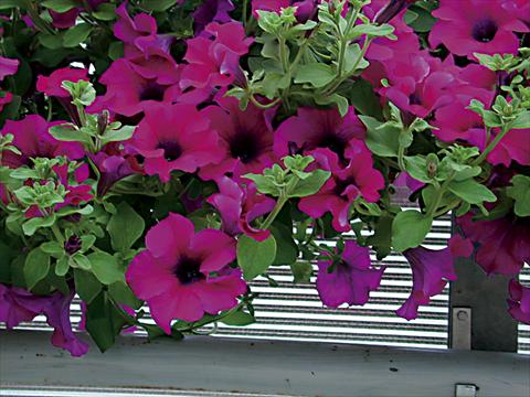 Foto de variedad de flores para ser usadas como: Tarrina de colgar / Maceta Petunia pendula Surfinia® Purple
