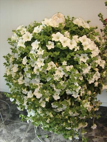 Foto de variedad de flores para ser usadas como: Tarrina de colgar / Maceta Petunia pendula Surfinia® White