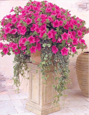 Foto de variedad de flores para ser usadas como: Tarrina de colgar / Maceta Petunia pendula Surfinia® Hot Pink