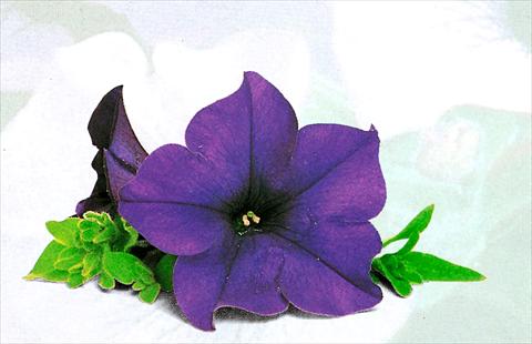 Foto de variedad de flores para ser usadas como: Tarrina de colgar / Maceta Petunia pendula Surfinia® Blu