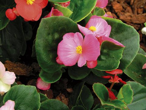 Foto de variedad de flores para ser usadas como: Maceta y planta de temporada Begonia semperflorens Florida