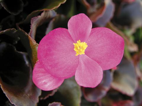 Foto de variedad de flores para ser usadas como: Maceta y planta de temporada Begonia semperflorens Afrika