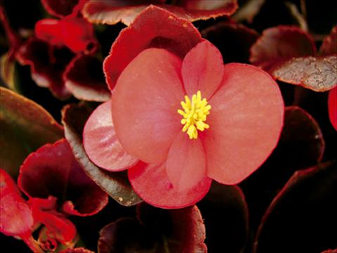 Foto de variedad de flores para ser usadas como: Maceta y planta de temporada Begonia semperflorens Afrika