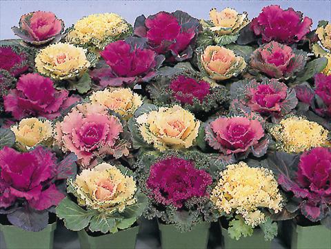 Foto de variedad de flores para ser usadas como: Maceta y planta de temporada Brassica oleracea Brassica
