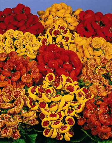 Foto de variedad de flores para ser usadas como: Maceta Calceolaria Melodie