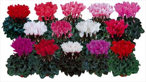 Foto de variedad de flores para ser usadas como: Maceta y planta de temporada Cyclamen persicum Halios®