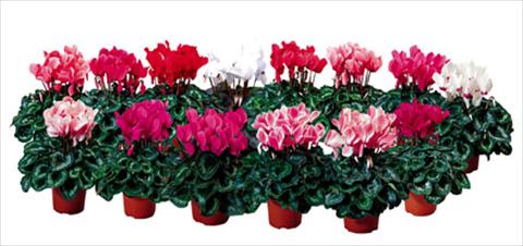 Foto de variedad de flores para ser usadas como: Maceta y planta de temporada Cyclamen persicum Sierra F1