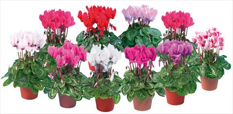 Foto de variedad de flores para ser usadas como: Maceta y planta de temporada Cyclamen persicum mini Super Serie®s Compact Mix
