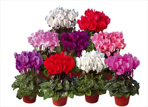 Foto de variedad de flores para ser usadas como: Maceta y planta de temporada Cyclamen persicum mini Super Serie®s Mini Winter Mix